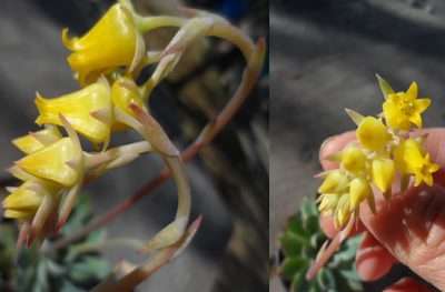 Echeveria pulidonis floración