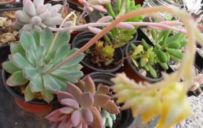 Echeveria pulidonis problemas