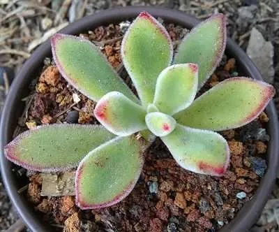Echeveria pulvinata