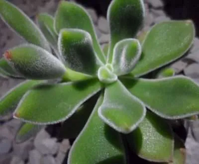 Echeveria pulvinata características
