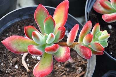 Echeveria pulvinata luz