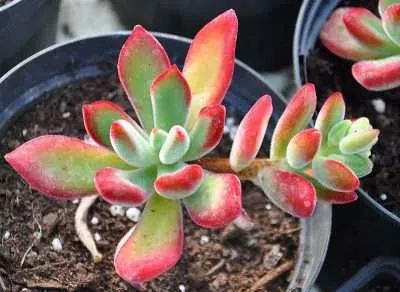 Echeveria pulvinata luz