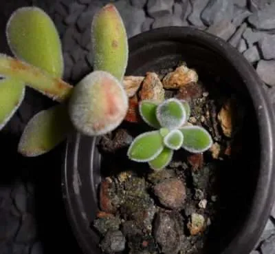 Echeveria pulvinata propagación