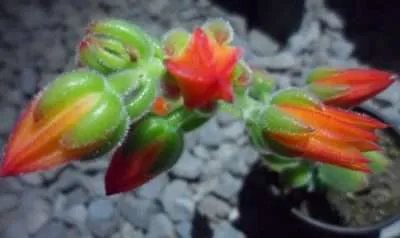 Echeveria pulvinata floración 1