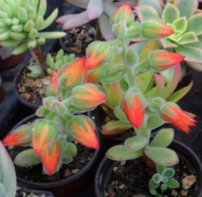 Echeveria pulvinata floración