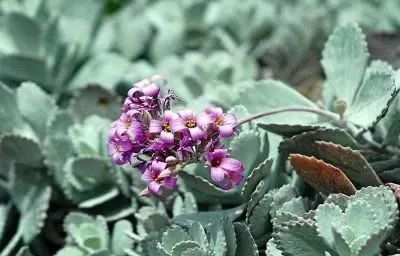 Kalanchoe pumila agua