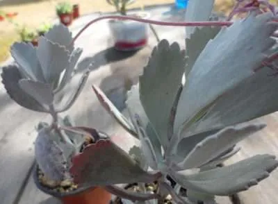 Kalanchoe pumila características