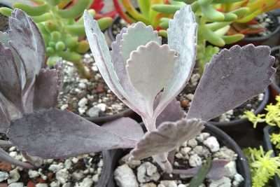 Kalanchoe pumila
