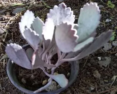 Kalanchoe pumila sustrato