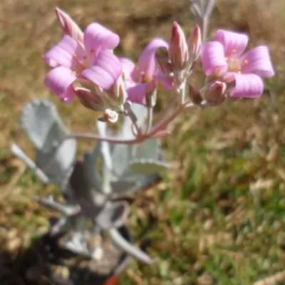 Kalanchoe pumila floración