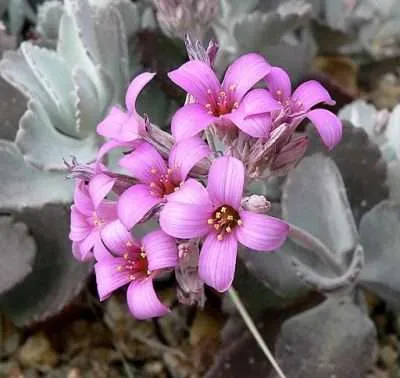 Kalanchoe pumila problemas