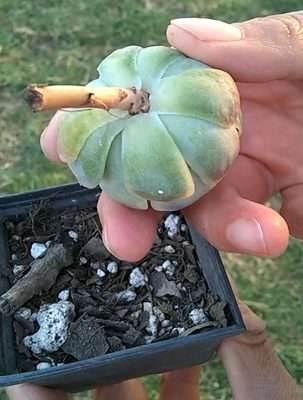 Enraizadores naturales raiz