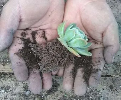 Enraizadores naturales raices
