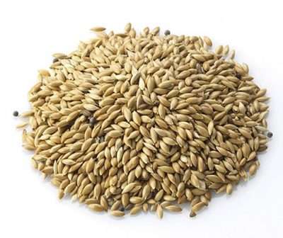 Enraizadores naturales alpiste