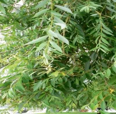 Enraizadores naturales sauce