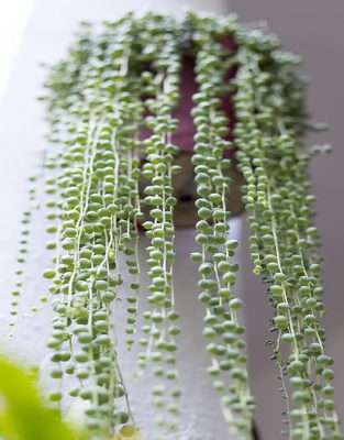 Curio rowleyanus características