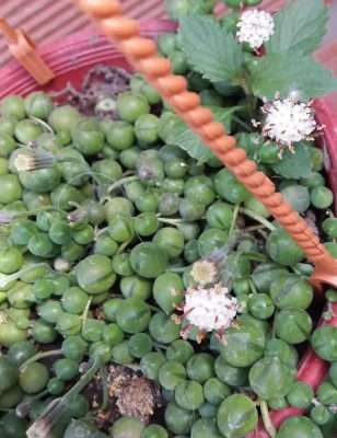 Curio rowleyanus floración