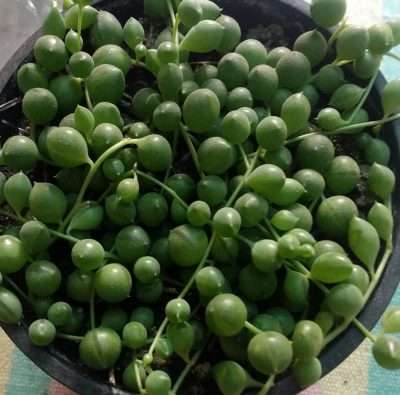 Curio rowleyanus sustrato