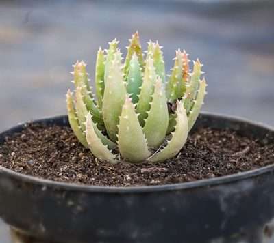 Suculentas para la salud, amor y dinero aloe