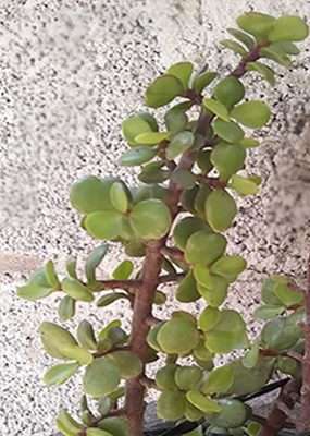 Suculentas para la salud, amor y dinero monedita