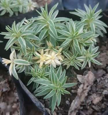 Suculentas para la salud, amor y dinero sedum