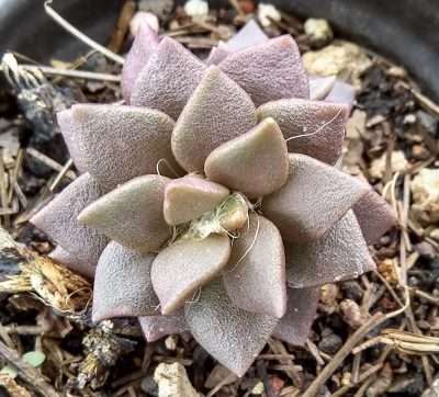 Anacampsero telephiastrum