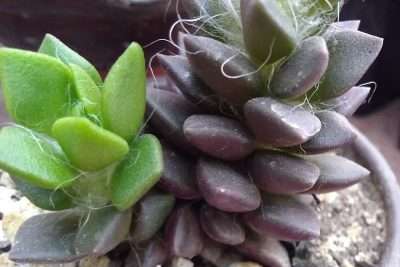 Anacampsero telephiastrum temperatura