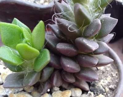 Anacampsero telephiastrum temperatura