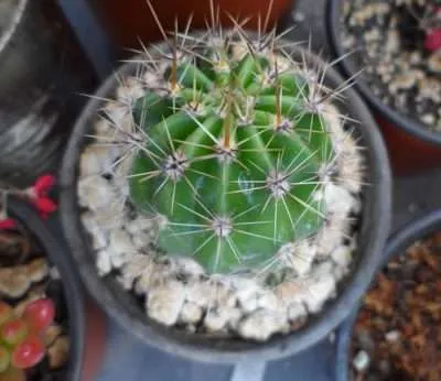 Tepojal sustrato