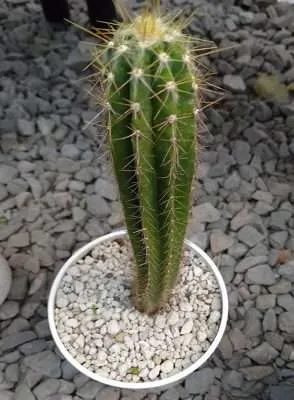 Tepojal adorno