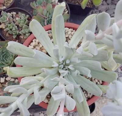 Echeveria runyonii