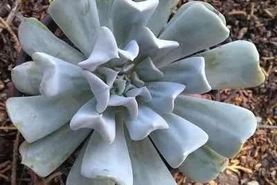 Echeveria runyonii temperatura