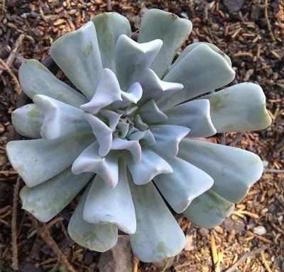 Echeveria runyonii temperatura