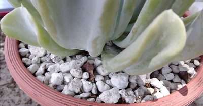 Echeveria runyonii sustrato