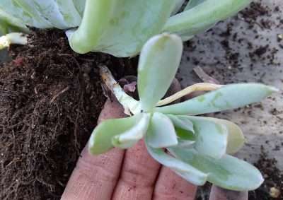 Echeveria runyonii propagación