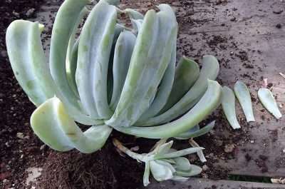 Echeveria runyonii propagación hijuelo