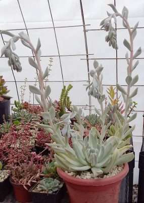 Echeveria runyonii floración