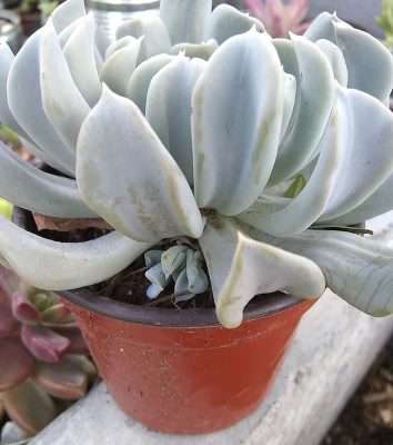 Echeveria runyonii problemas