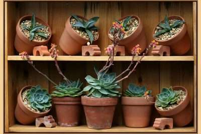 trasplantar raíces grandes