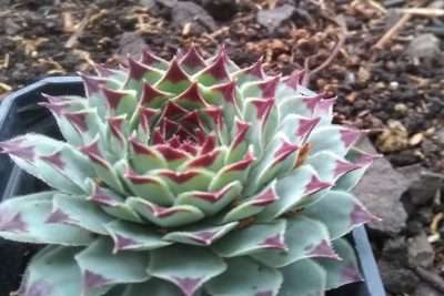 Sempervivum Calcareum sustrato