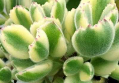 suculenta variegada garrita de oso