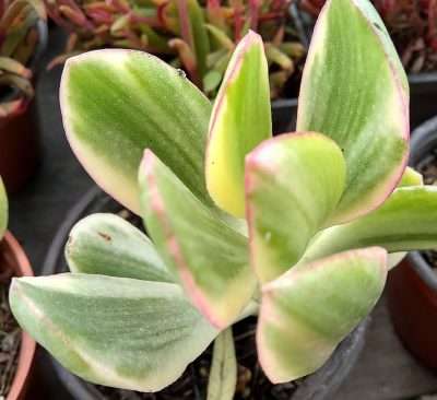 que es suculenta variegada