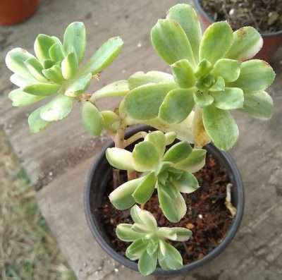suculenta variegada plagas