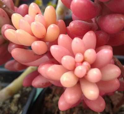 suculenta variegada sedum