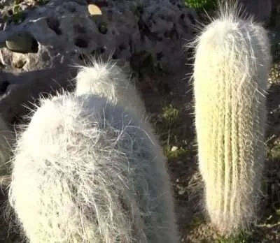Cephalocereus Senilis sustrato