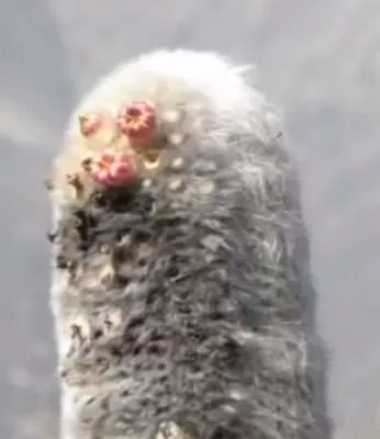 Cephalocereus Senilis floración 1