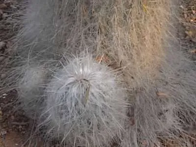Cephalocereus Senilis reproducción