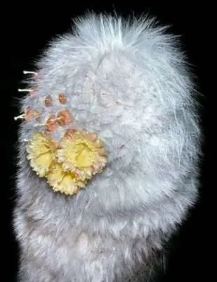 Cephalocereus Senilis floración