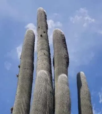 Cephalocereus Senilis