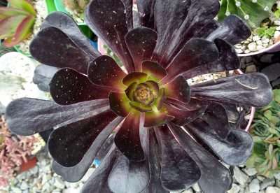 Aeonium arboreum Zwartkop